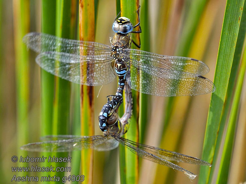 Aeschne mixte Aeshna mixta