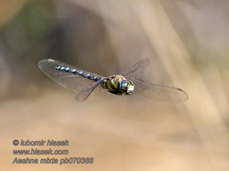 Höstmosaikslända Aeshna mixta