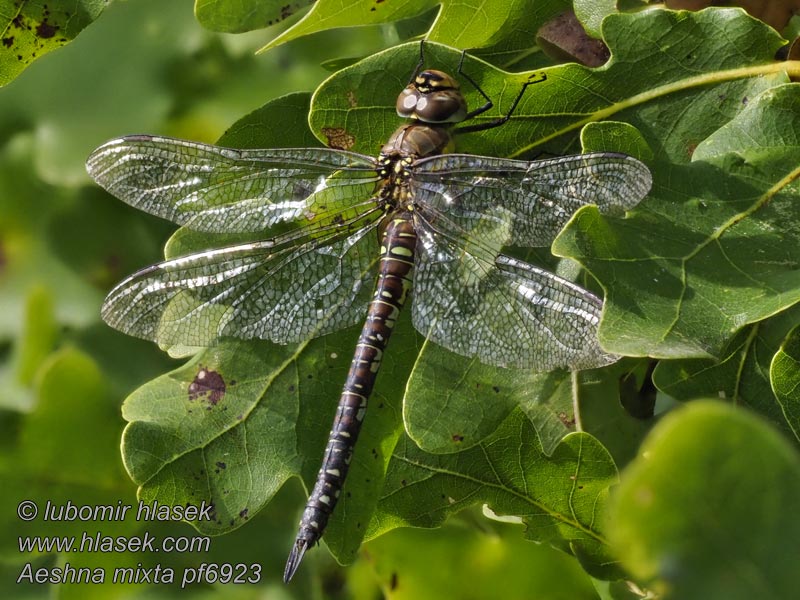 Bleda deva Aeshna mixta