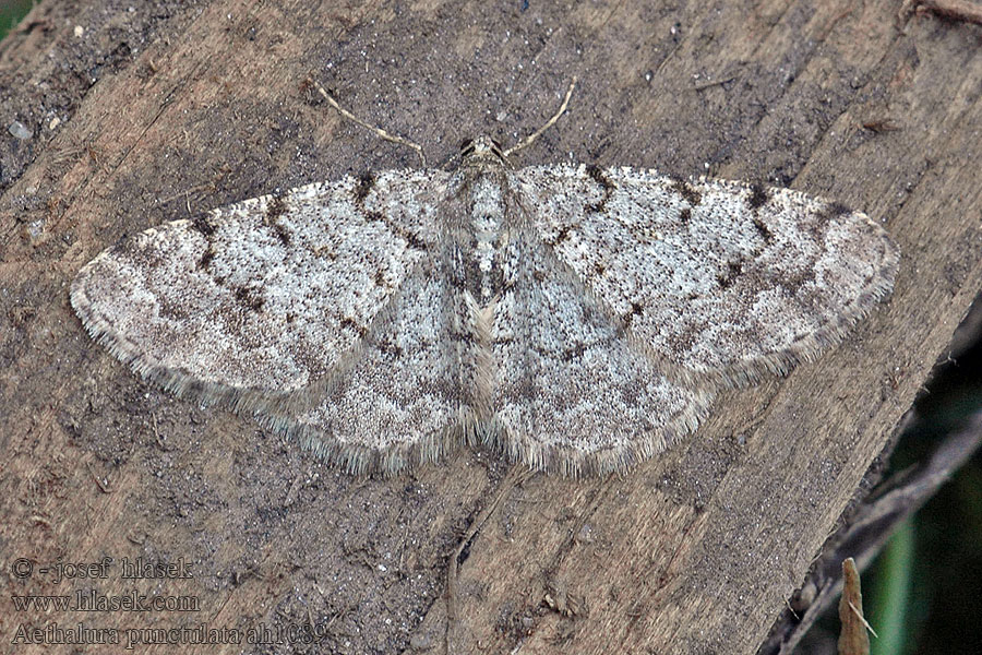 Пяденица дымчатая точечная Aethalura punctulata