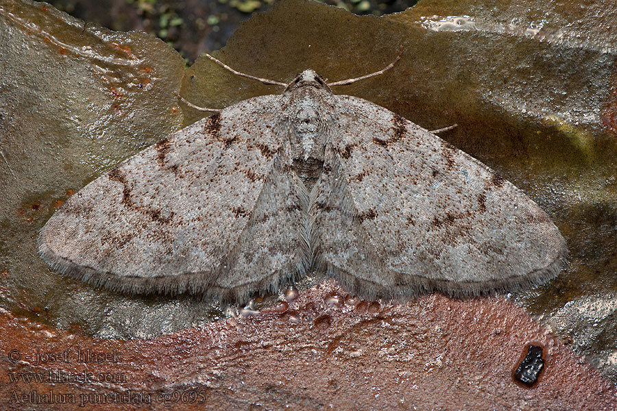 Grey Birch Weißgrauer Erlen-Baumspanner Aethalura punctulata