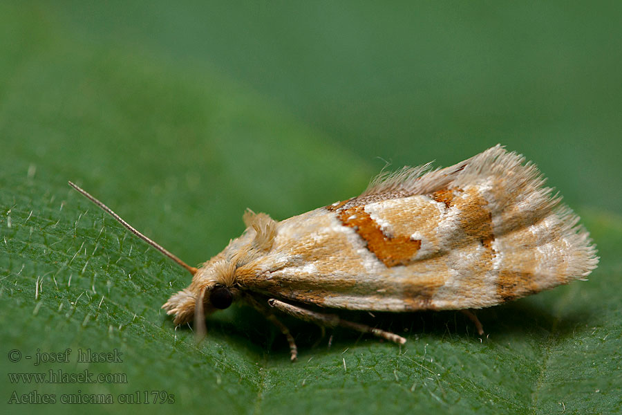 Aethes cnicana Thistle Conch Zvinúvač bodliakový C-smalsnuitje