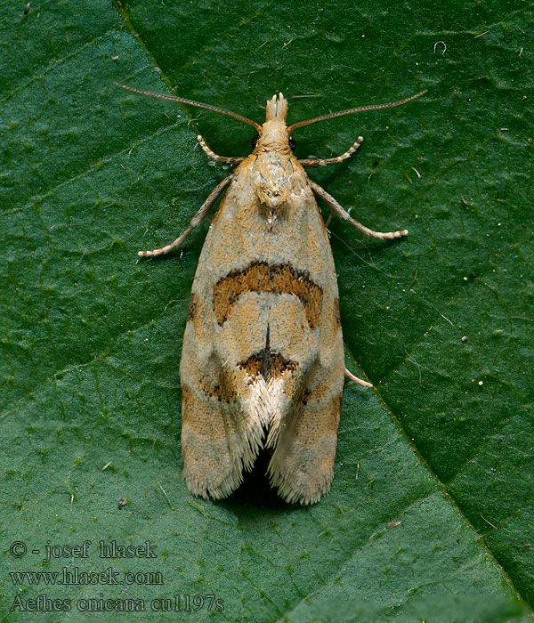 Aethes cnicana Tidselblomstvikler