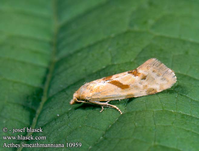 Aethes smeathmanniana Smeathmann's aethes moth