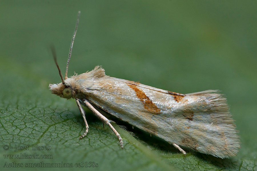 Smeathmann's aethes moth Aethes smeathmanniana