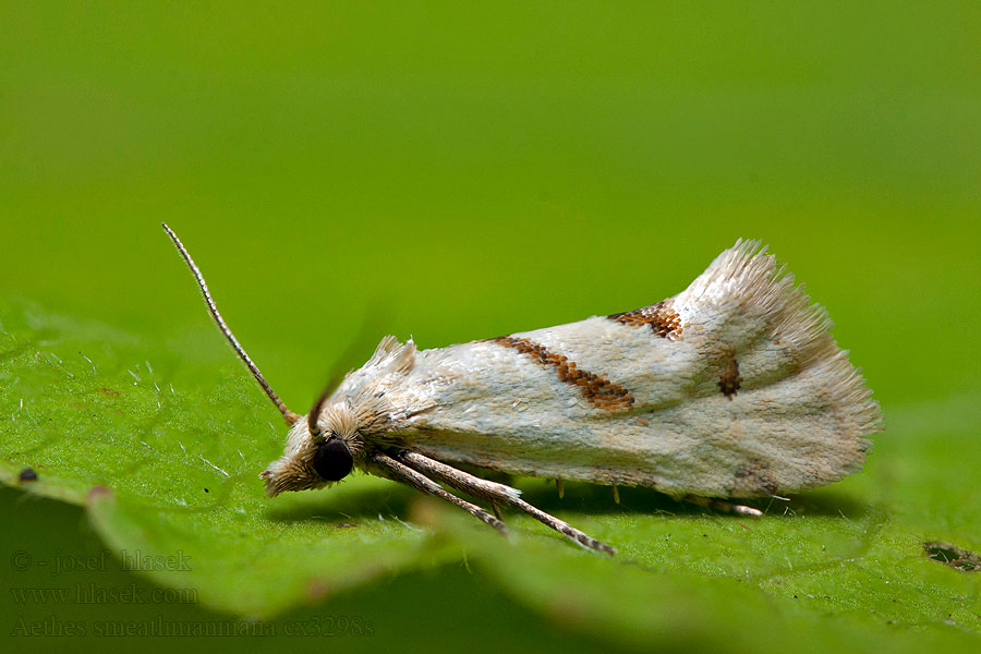 Aethes smeathmanniana
