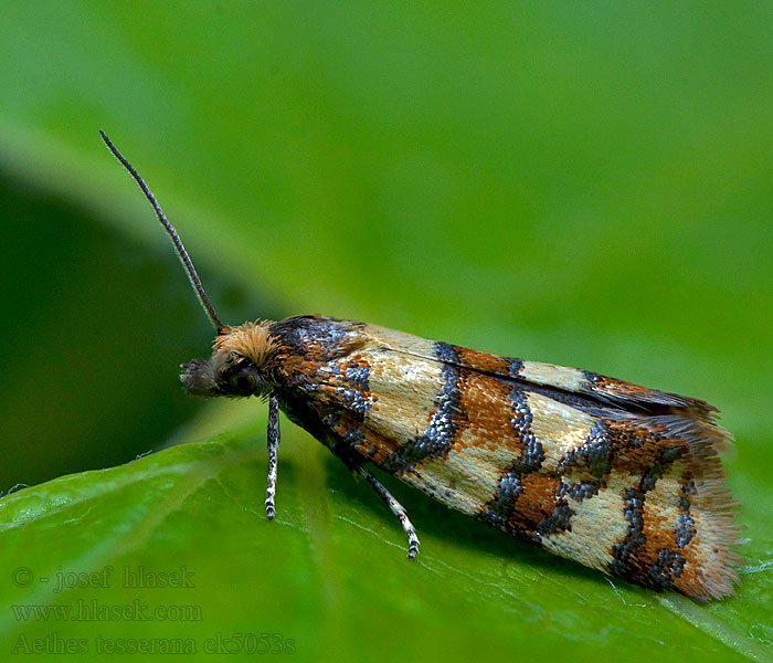 Aethes tesserana Листовёртка пятнистая Prachtsmalsnuitje