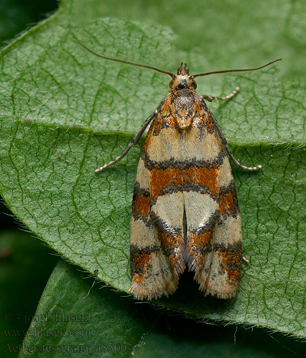 Obalečík jestřábníkový Downland Conch Aethes tesserana