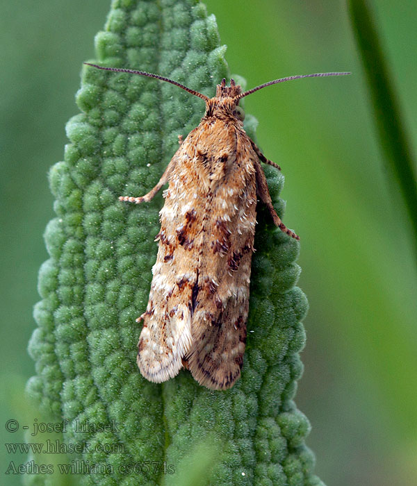 Aethes williana