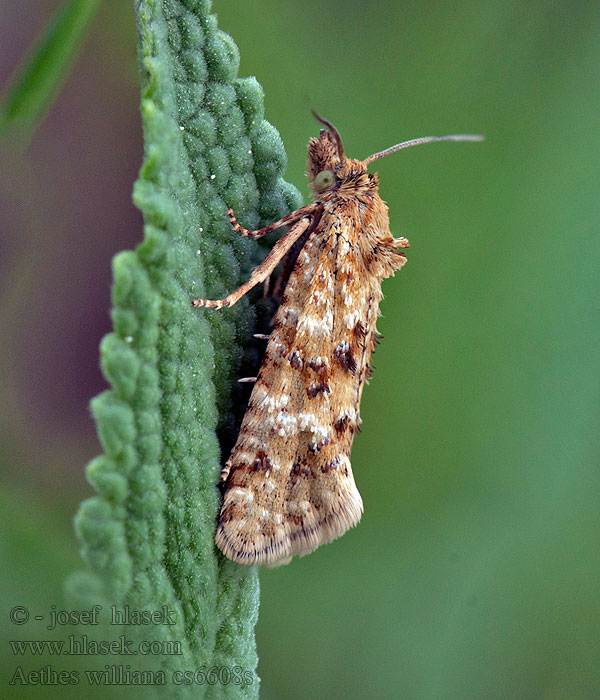 Aethes williana