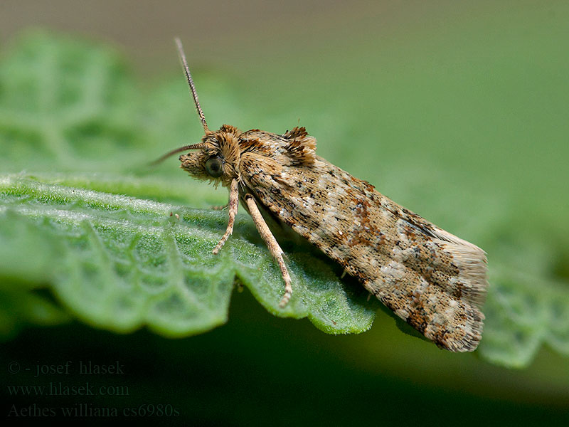 Aethes williana