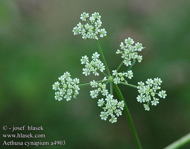 Hondspeterselie Hundepersille Vildpersilja Tetucha kozia Fool's Parsley