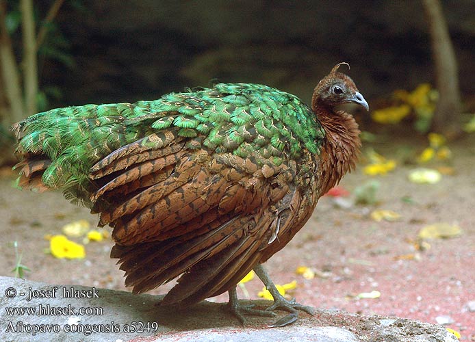 Afropavo congensis Congo Peacock Congopåfugle Afrikanriikinkukko