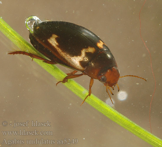 Agabus undulatus aa5249