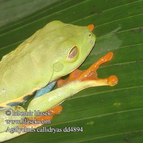 Agalychnis callidryas Red Eyed Tree Frog Leaf Listovnice nádherná červenooká