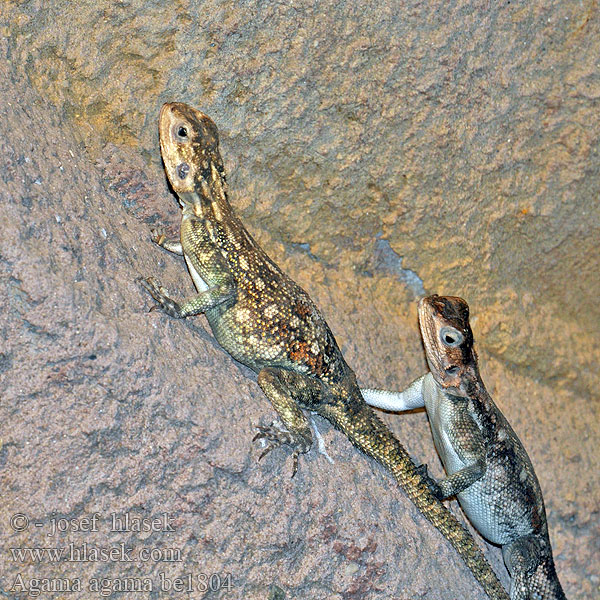 Agama agama osadní Siedleragame Агама колонистов Common Agama Red-headed Rock Rainbow Head Redhead Червеноглава агама Telepes agáma Kolonistenagame Regnbueagam Agama osadná Vanlig agam 彩虹飞蜥 Rødhoved Agame Kyläagama Agama comune レインボーアガマ Agama czerwonogłowa Selska Navadna agama Agama común Lagarto fuego Агама земляна