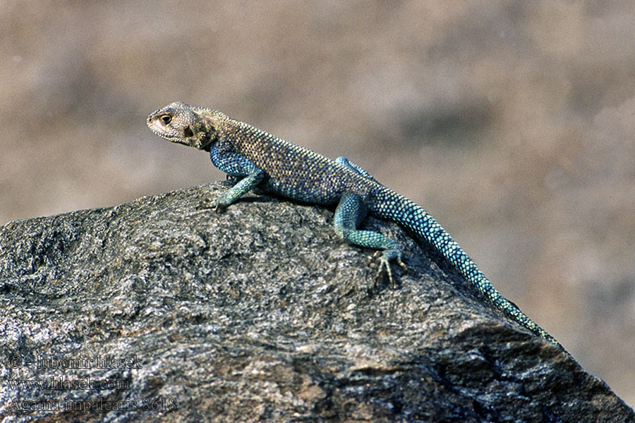 Agama impalearis Agama marocká Bibron's agama