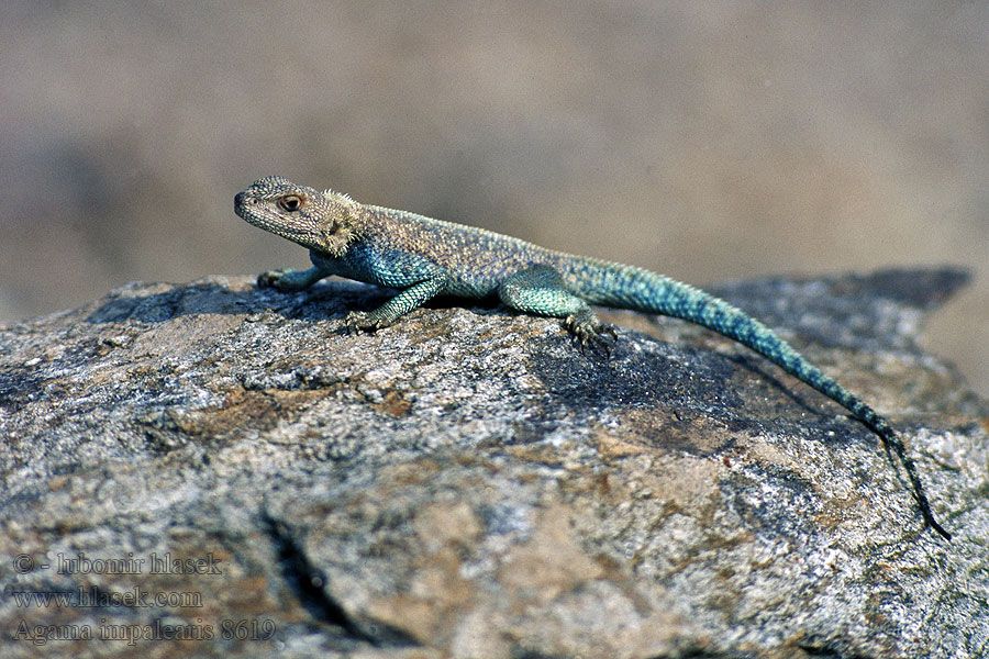 Agama impalearis Agama marocká Agama Bribón