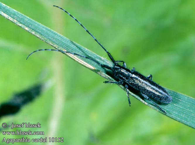 Agapanthia cardui Agapanthie chardon Kozlíček Longicornio cardos