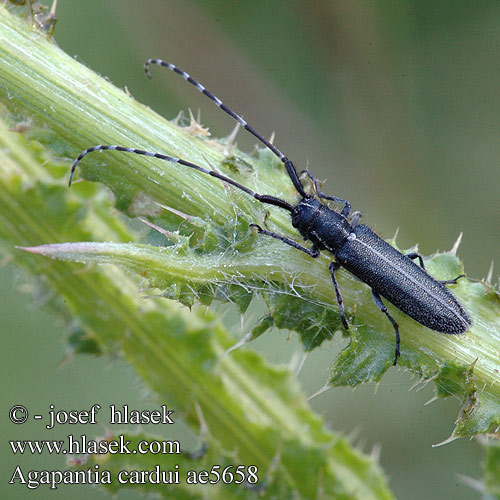 Agapanthia cardui Agapanthie chardon Kozlíček Longicornio cardos