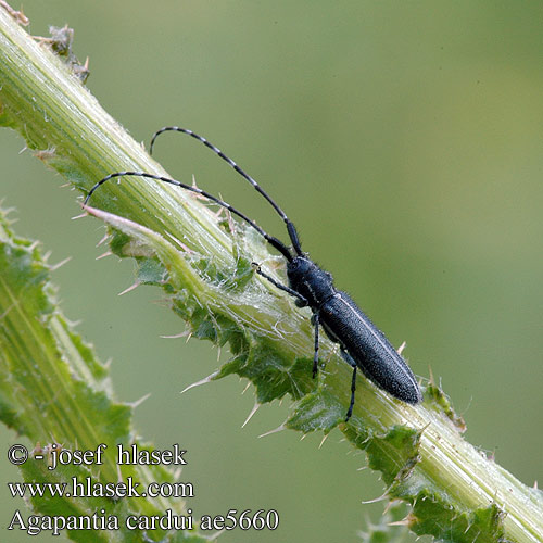 Agapanthia cardui Agapanthie chardon Kozlíček Longicornio cardos