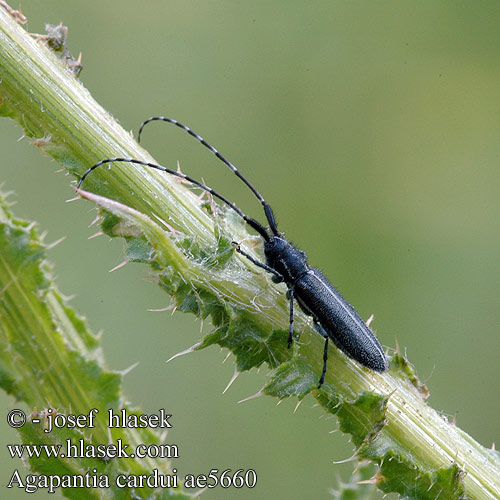 Agapanthia cardui Agapanthie chardon Kozlíček Longicornio cardos