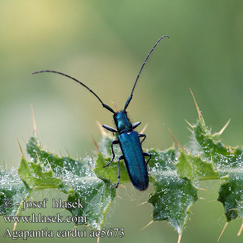 Agapanthia cardui Agapanthie chardon KozlĂ­ÄŤek Longicornio cardos
