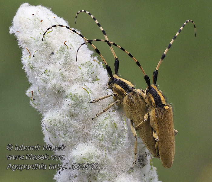 Agapanthia kirbyi