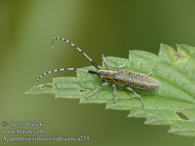 Agapanthia villosoviridescens Golden-bloomed Grey Longhorn Agapanthie à pilosité verdâtre Distelboktor