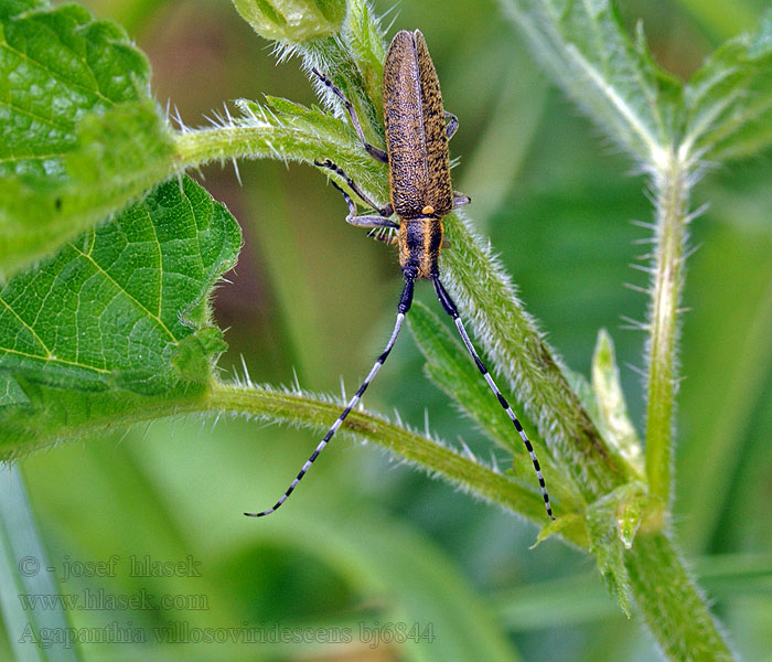 Agapanthie pilosité verdâtre Distelboktor Agapanthia villosoviridescens