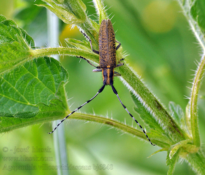 Distelbock Zgrzytnica zielonkawowłosa Agapanthia villosoviridescens