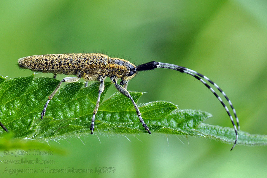 Tesařík úzkoštítý Kozlíček Agapanthia villosoviridescens