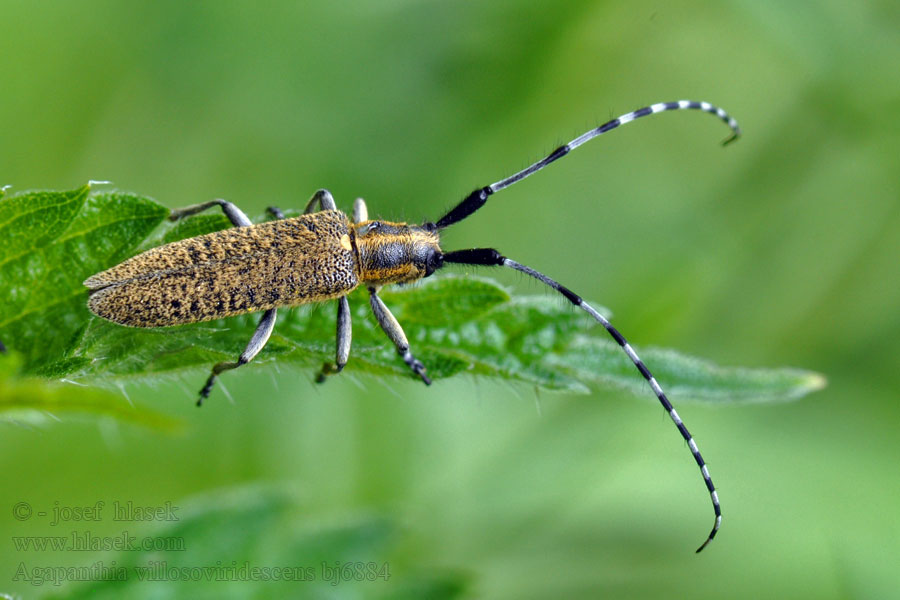 Agapanthia villosoviridescens