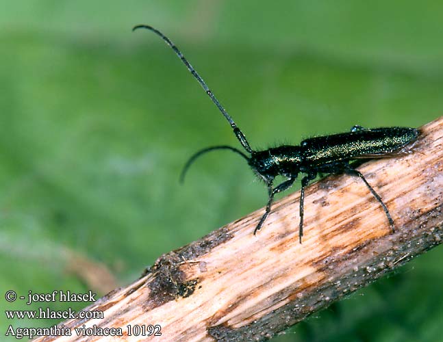 Agapanthia violacea Agapanthie violacée Kozlíček