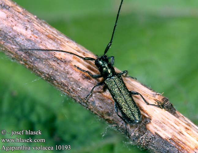 Agapanthia violacea Agapanthie violacée Kozlíček