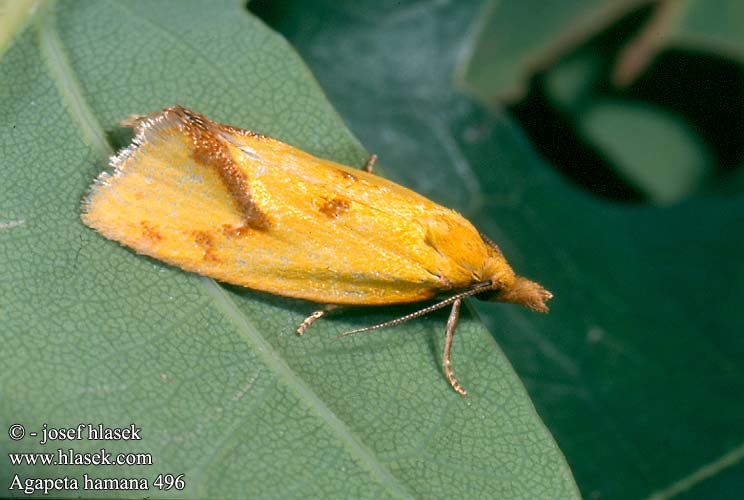 Agapeta hamana Obalečík žlutý Zvinúvač ihlicový Листовёртка золотистая