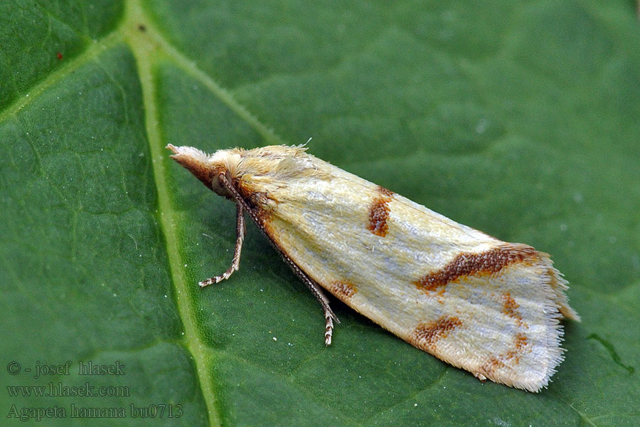 Листовёртка золотистая Agapeta hamana