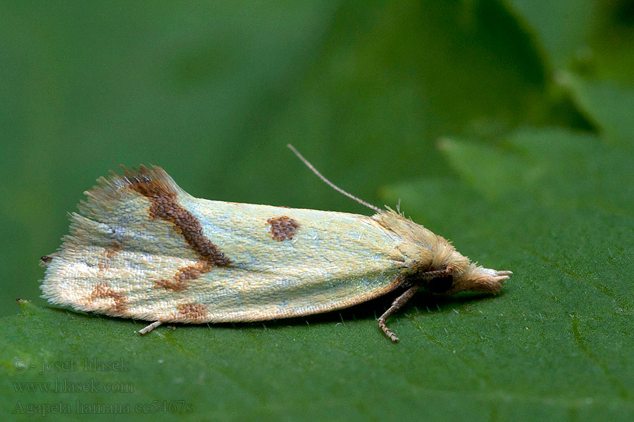 Agapeta hamana Distelbladroller Közönséges sárgamoly Korpraalikääriäinen