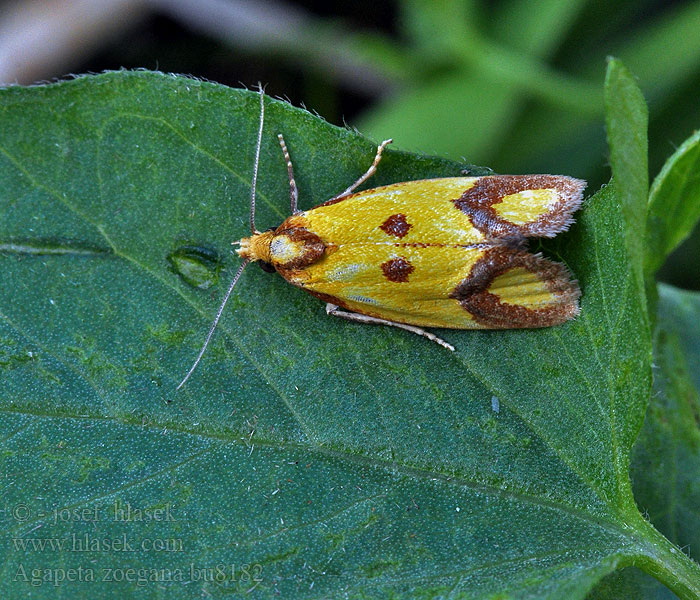 Agapeta zoegana Sulphur knapweed Root moth