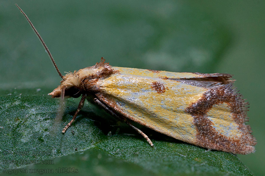 Sulphur knapweed Root moth Agapeta zoegana