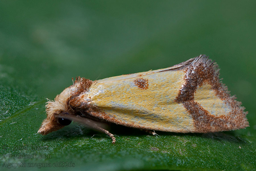 Листовёртка васильковая Agapeta zoegana