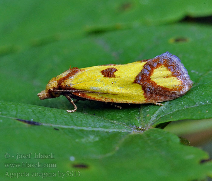 Agapeta zoegana Листовёртка васильковая