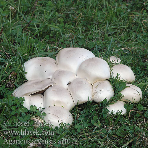 Agaricus arvensis Psalliota campestre Pečárka ovčí