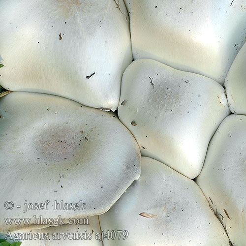 Agaricus arvensis Bola nieve neu neve Azpi-beltz