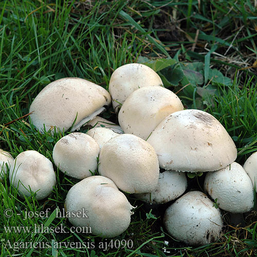 Agaricus arvensis Pieczarka biaława polowa