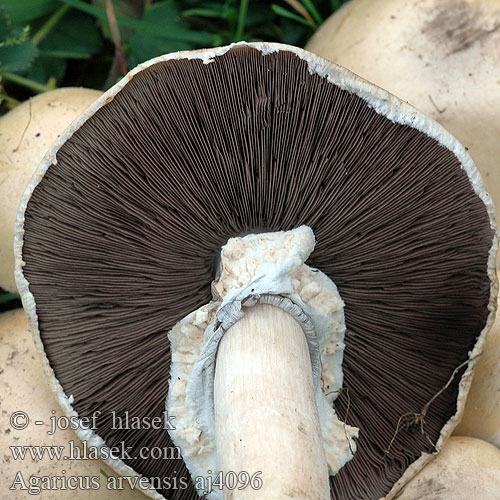 Agaricus arvensis aj4096