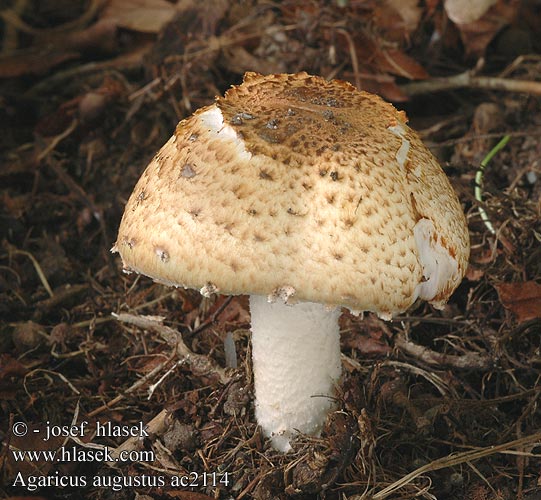 Agaricus augustus Žampión vzácný Pečárka obrovská císařská Riesenchampignon Reuzenchampignon Pieczarka okazała Champignon Agaric auguste Riesenegerling Upeaherkkusieni Kongesjampinjong Шампиньон августовский Pečiarka obrovská Champiñon majestuoso Veličastni kukmak Kungschampinjon