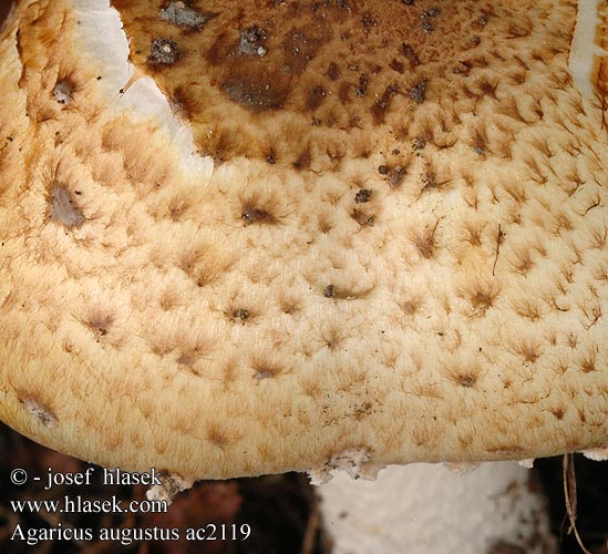 Agaricus augustus Pieczarka okazała Champignon Agaric auguste Riesenegerling Upeaherkkusieni Kongesjampinjong Шампиньон августовский Pečiarka obrovská Champiñon majestuoso Veličastni kukmak Kungschampinjon Žampión vzácný Pečárka obrovská císařská Riesenchampignon Reuzenchampignon