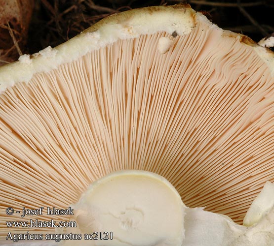 Agaricus augustus Шампиньон августовский Pečiarka obrovská Champiñon majestuoso Veličastni kukmak Kungschampinjon Žampión vzácný Pečárka obrovská císařská Riesenchampignon Reuzenchampignon Pieczarka okazała Champignon Agaric auguste Riesenegerling Upeaherkkusieni Kongesjampinjong