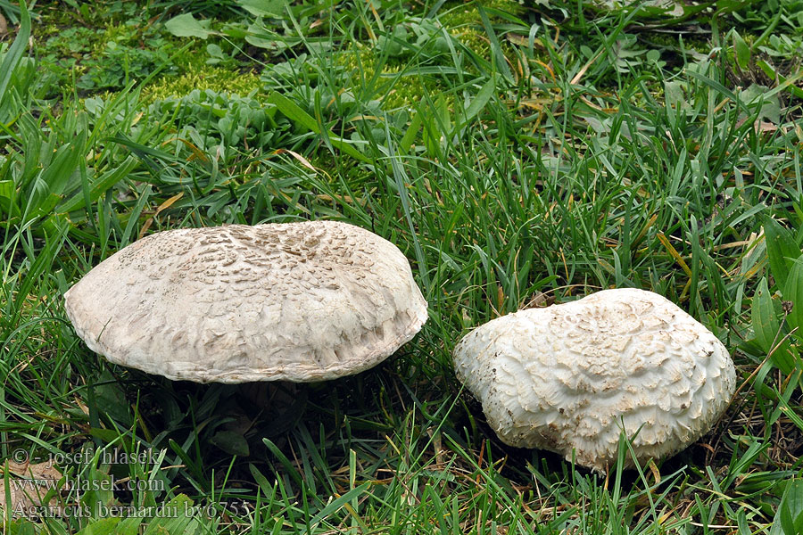 Agaricus bernardii Pečárka Bernardova Kwelderchampignon